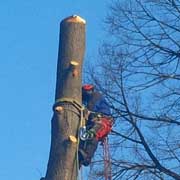 Baumpflege Lorenz in Chemnitz - Spezialisten am und im Baum