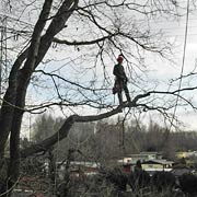 Baumpflege Lorenz in Chemnitz - Spezialisten am und im Baum